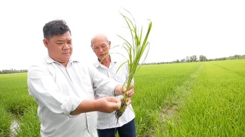 Khuyến nông cộng đồng phát huy vai trò trong sản xuất lúa gạo chất lượng cao