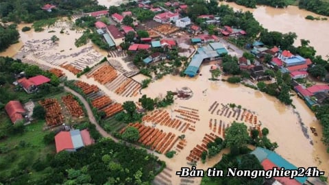 Mưa lớn khiến hàng nghìn ha lúa ngập úng, nhiều hộ bị cô lập