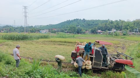 Lào Cai: Năng suất lúa xuân đạt 61,5 tạ/ha