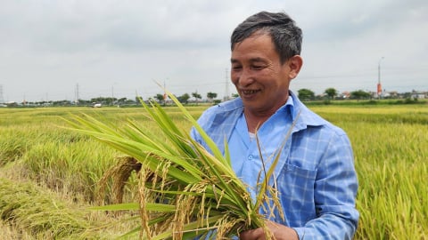 Quảng Ninh vào vụ thu hoạch lúa xuân, năng suất trung bình khoảng 5,5 tấn/ha