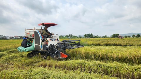 Quảng Ninh trồng 14.500ha lúa xuân, sản lượng 80.000 tấn