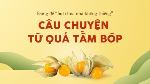 Câu chuyện từ quả tầm bóp*