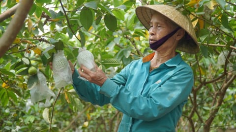 ‘Đòn bẩy’ OCOP ở Hà Long
