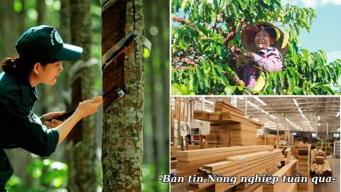 Tăng tốc đáp ứng EUDR, không để gián đoạn xuất khẩu nông lâm sản