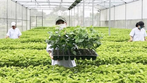 Thủ tục mới khi chuyển giao quyền sử dụng giống cây trồng được bảo hộ