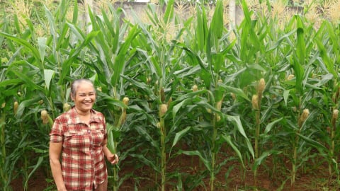 'Vàng đen' hồi sinh đất