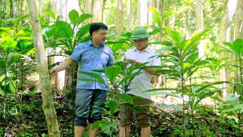 Bảo vệ rừng tốt hơn nhờ chính sách ERPA