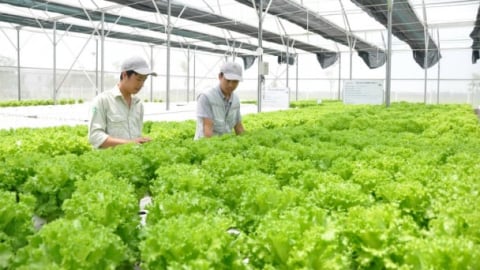 Hà Nội kiện toàn Trung tâm Dịch vụ nông nghiệp