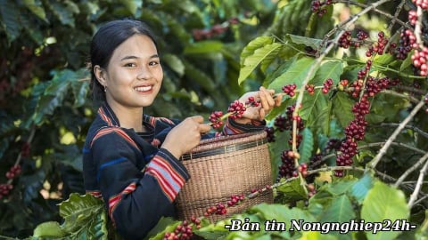 Xuất khẩu cà phê 6 tháng đạt mục tiêu cả năm