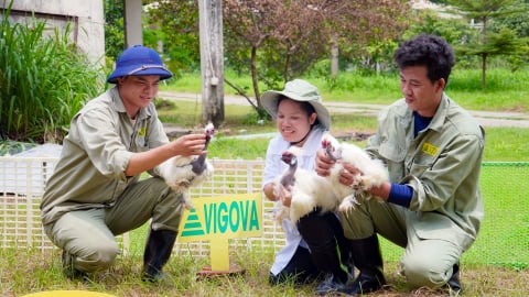 Gà Mã Đà - đặc sản của rừng, tiềm năng của bếp Việt
