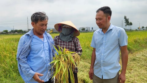 Sản lượng lương thực Quảng Ninh đạt trên 100.000 tấn