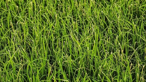 Khẩn trương phòng trừ sâu cuốn lá nhỏ, rầy nâu, rầy lưng trắng