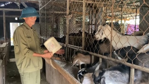 Nuôi dê bán chăn thả, hiệu quả kinh tế cao