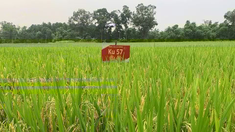 Giống lúa KU57 và sự cố lúa lép: Thông tin dễ gây hiểu lầm pháp lý