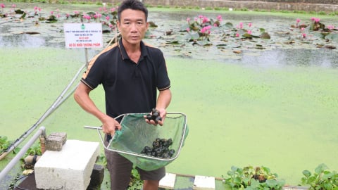 Cách nuôi ốc nhồi, tận dụng phụ phẩm từ sản xuất nông nghiệp