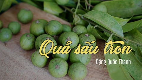 Quả sấu tròn