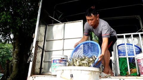 Thả hơn 10 triệu cá giống tái tạo nguồn lợi thủy sản