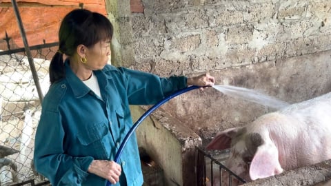 Không bàng quan trước thiệt hại do dịch tả lợn Châu Phi gây ra