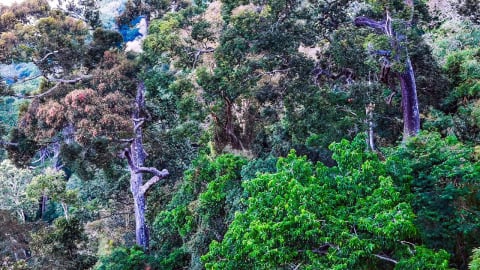 Ta Kou – A biodiversity haven in need of protection