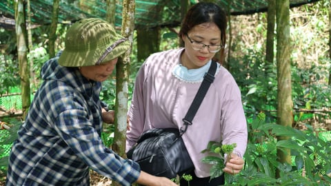 Thử nghiệm trồng sâm dưới tán rừng phòng hộ Lang Chánh