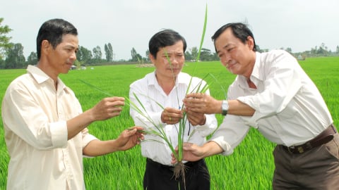An Giang thành lập các phòng chuyên môn cấp xã
