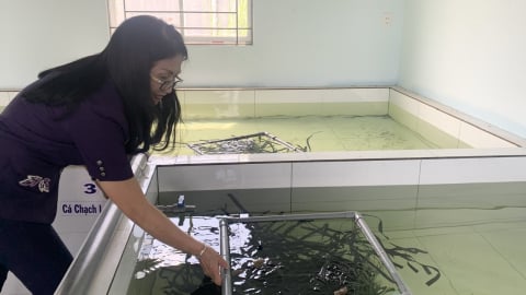 Nữ tiến sĩ tâm huyết với nghề nuôi lươn