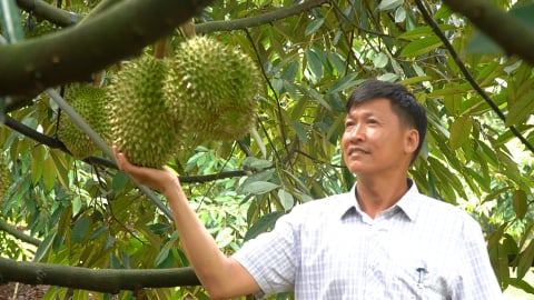 Trồng sầu riêng kiểu mẫu: Trái đẹp, năng suất vượt trội