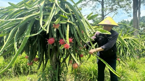 Người truyền cảm hứng nông nghiệp hữu cơ, tuần hoàn ở Cốc San