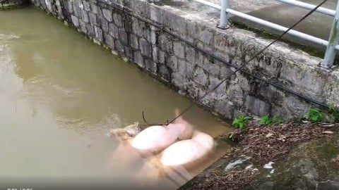 Công an sẽ điều tra, xử lý nghiêm việc vứt xác lợn chết xuống kênh mương