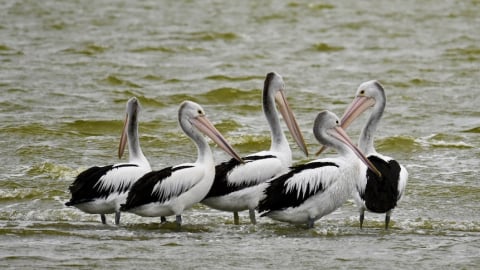 Coorong đứng trước nguy cơ 'sụp đổ sinh thái' do tảo độc