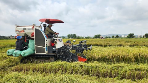 Quảng Ninh hỗ trợ đất lúa từ sản xuất đến hạ tầng
