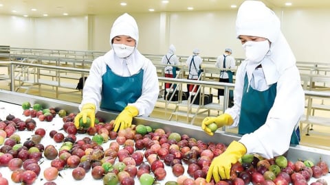 Tái cấu trúc ngành trái cây: Bứt phá từ công nghệ đến thị trường
