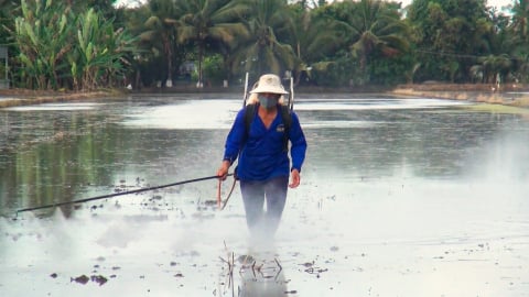 Xử lý rơm rạ sau thu hoạch hiệu quả bằng chế phẩm vi sinh