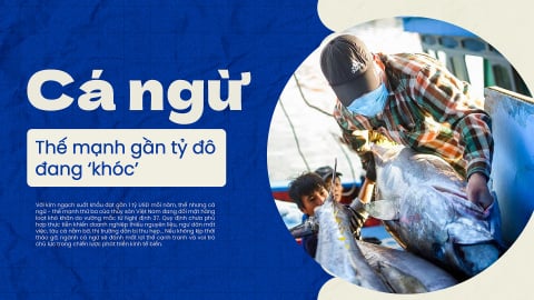 Cá ngừ - thế mạnh gần tỷ đô đang 'khóc'