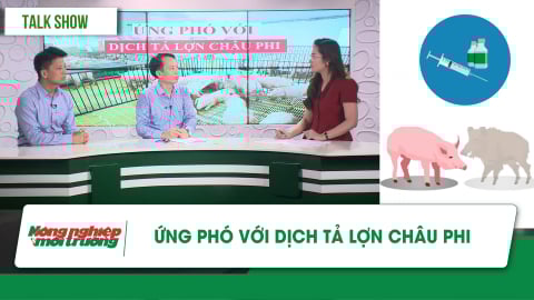 Ứng phó với dịch tả lợn Châu Phi