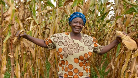 Dự án nông nghiệp thông minh giúp hồi sinh hơn 1.750 hecta đất tại Ghana