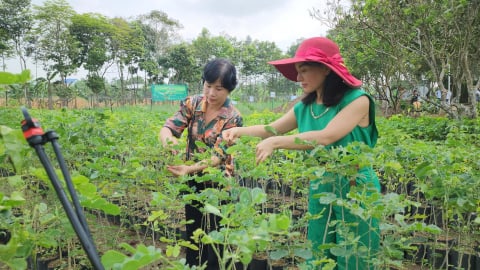 Liên kết thúc đẩy mô hình kinh tế tuần hoàn từ hộ gia đình