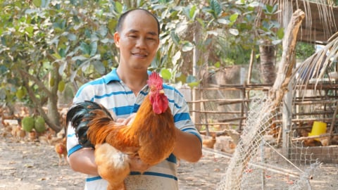 Nuôi gà khỏe mạnh, ít chi phí nhờ chế phẩm sinh học