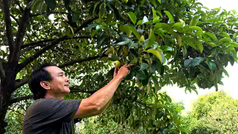 Đồng Nai trước không gian phát triển mới: [Bài 2] Hướng đến một nền nông nghiệp bền vững