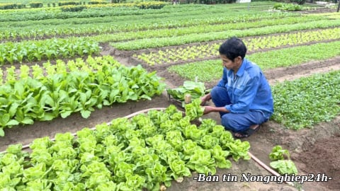 Kiểm soát dịch bệnh trên cây trồng, đảm bảo sản xuất những tháng cuối năm