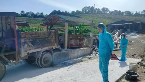 Giấu dịch tả lợn Châu Phi, vứt xác lợn bệnh, chết ra môi trường
