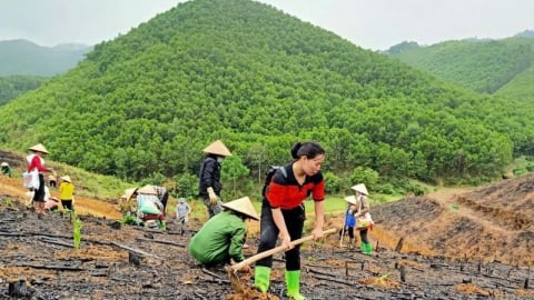Bắc Ninh trồng rừng vượt 7,6% kế hoạch năm