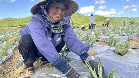 Bắc Trung bộ nhiều tiềm năng trở thành thủ phủ dứa