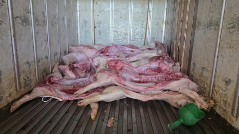 Bắt quả tang cơ sở giết mổ lợn nhiễm dịch tả Châu Phi