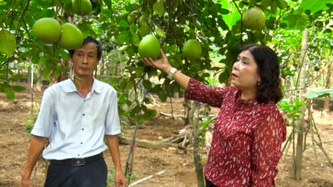 Cách trồng Thanh trà xứ Huế chuẩn VietGAP cho hiệu quả kinh tế