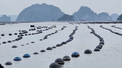 Đánh giá lại sức tải của biển: [Bài 2] Quy trình chưa có, dân mò mẫm nuôi hàu