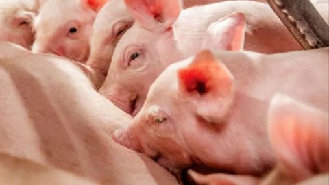 Bí quyết giữ đàn lợn an toàn giữa vòng vây dịch tả lợn Châu Phi