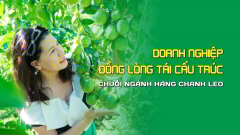 Doanh nghiệp đồng lòng tái cấu trúc chuỗi ngành hàng chanh leo