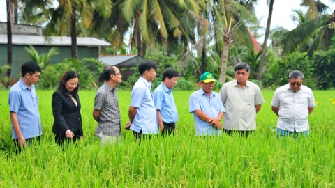 Tháp Mười bứt phá Đề án 1 triệu ha lúa chất lượng cao, phát thải thấp