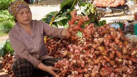Từ cây gia vị thành ‘vàng đỏ’ giúp người dân giảm nghèo bền vững